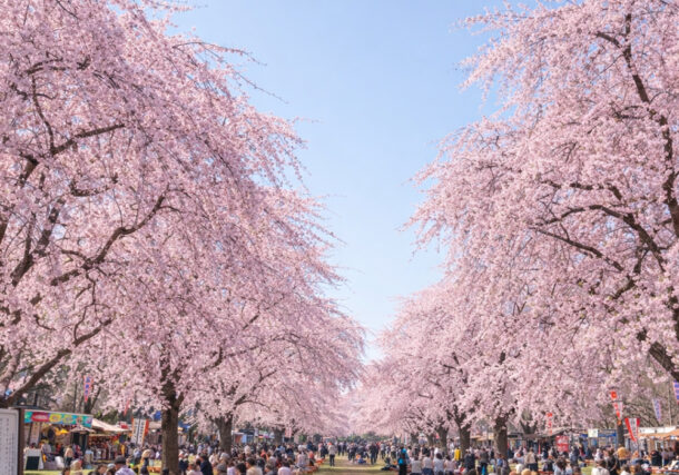 天平の丘公園、桜花まつり